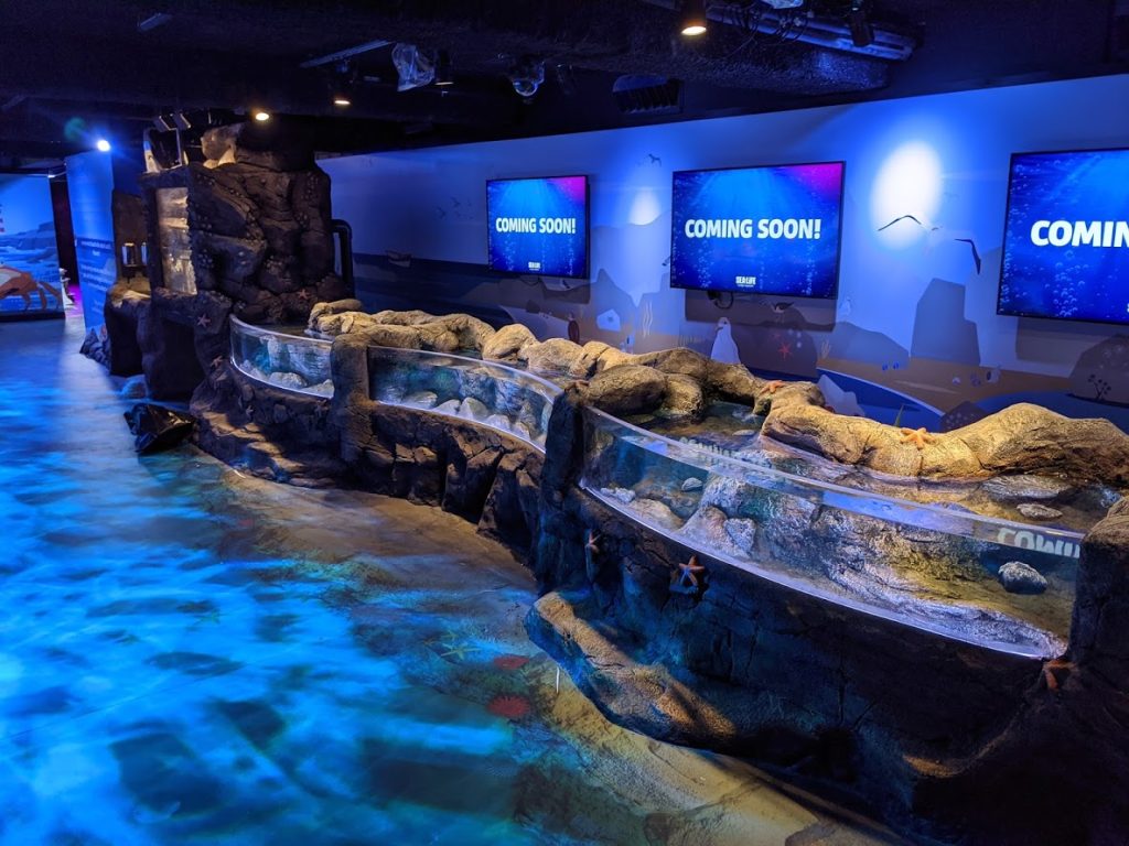 Sea Life London Aquarium Rock Pool