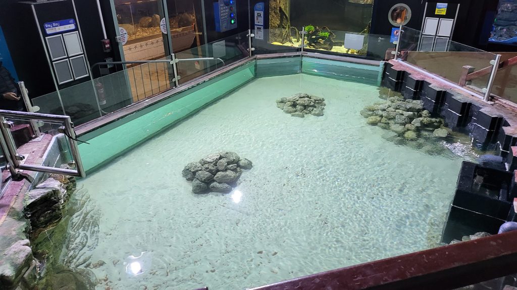Sea Life Adventure Bay of Rays